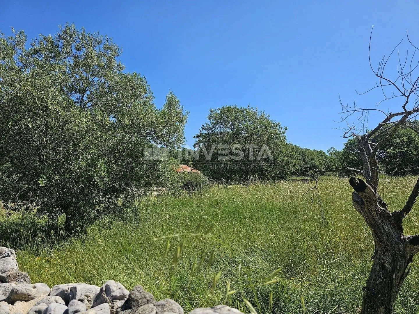 ograđeno veliko građevinsko zemljište u okolici vodnjana - slika 2
