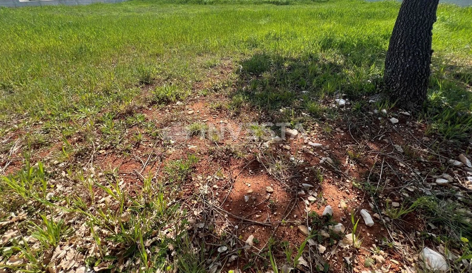 vodnjan, galižana, građevinsko zemljište, 1000m2 - slika 6