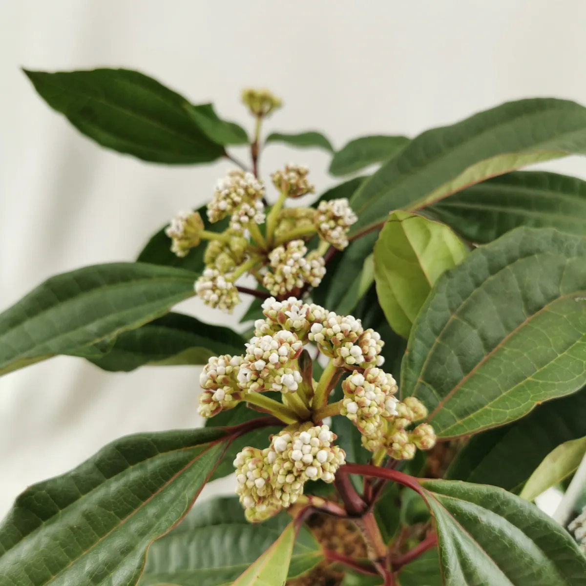 viburnum davidii - slika 2