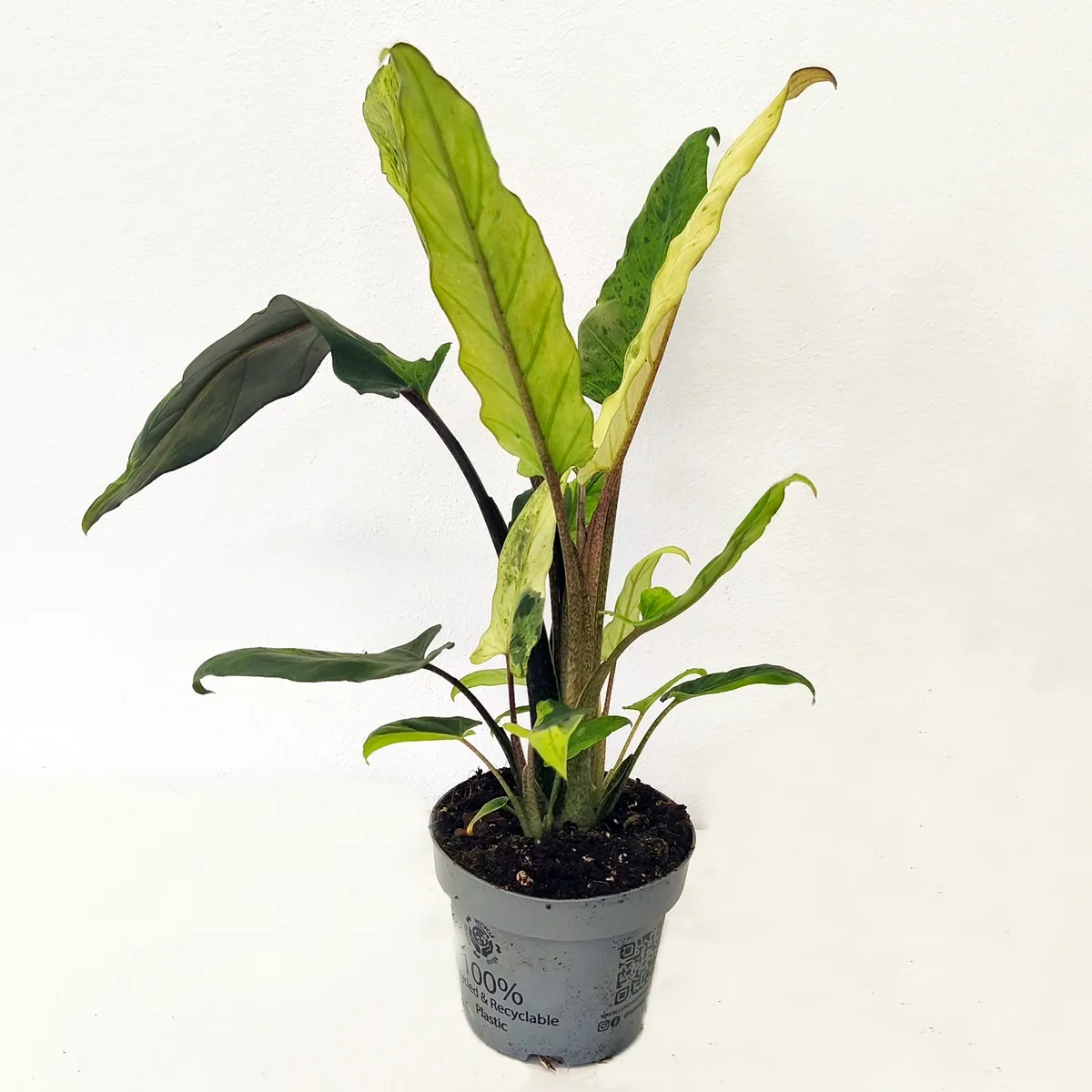ALOCASIA LAUT.” Variegata” - Brestovac