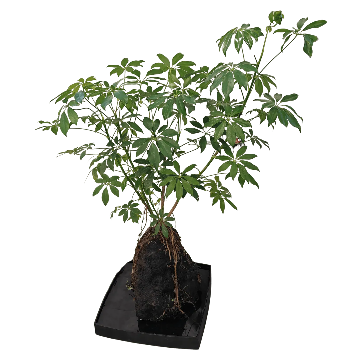 schefflera-na vulkanskoj lavi iz azije - slika 2