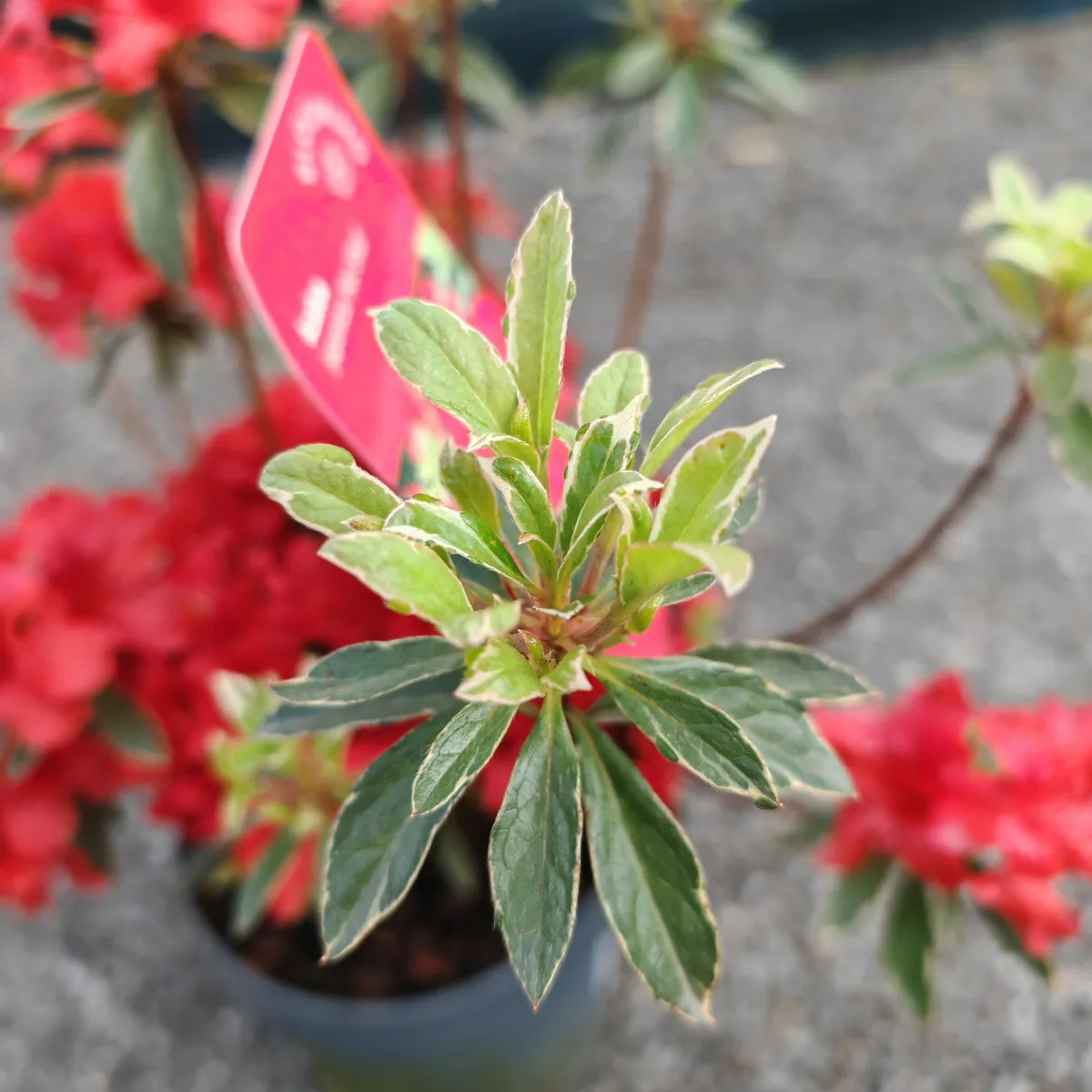 rhododendron jap. “hot shot” - slika 6