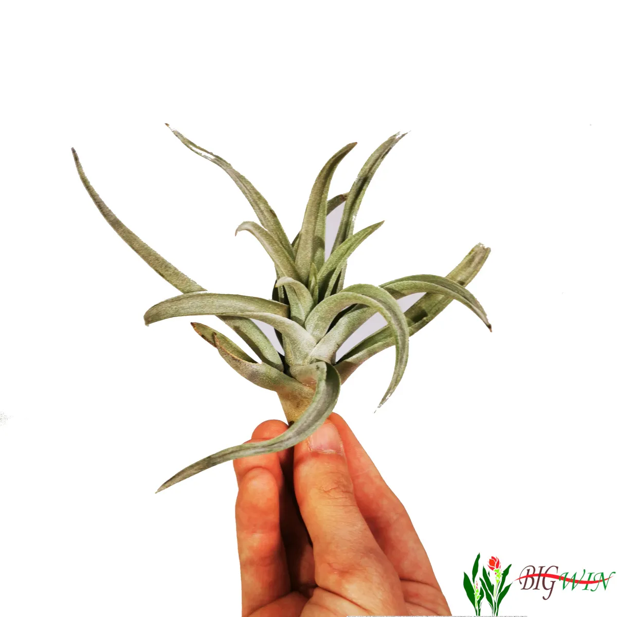 tillandsia ionantha/zračna biljka - slika 8