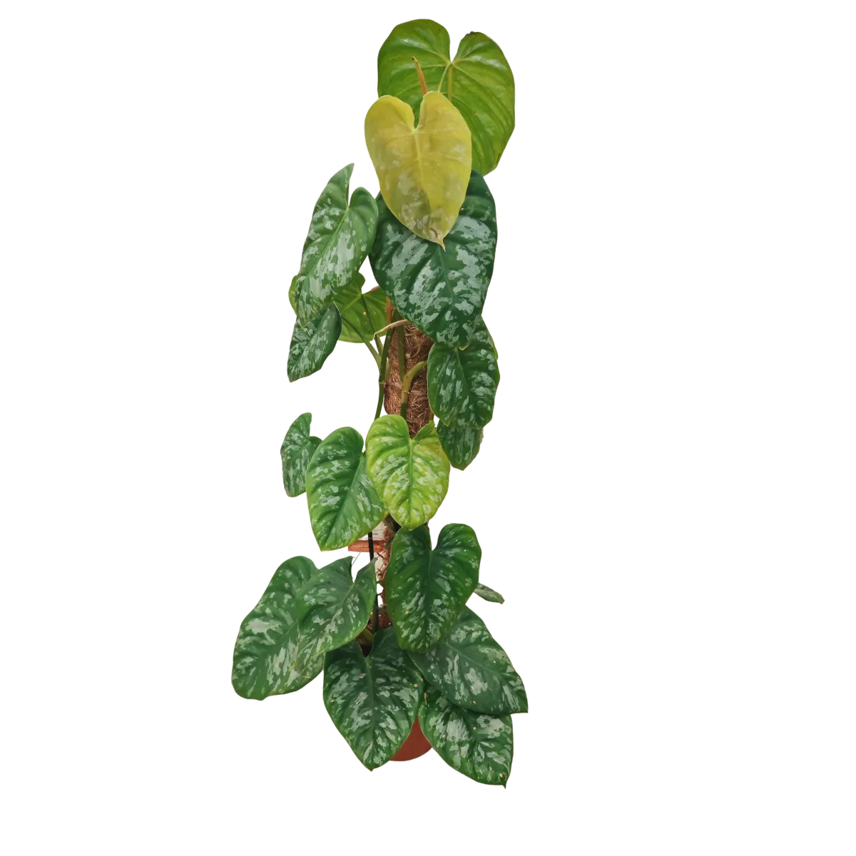 philodendron “brandtianum” moss - slika 4