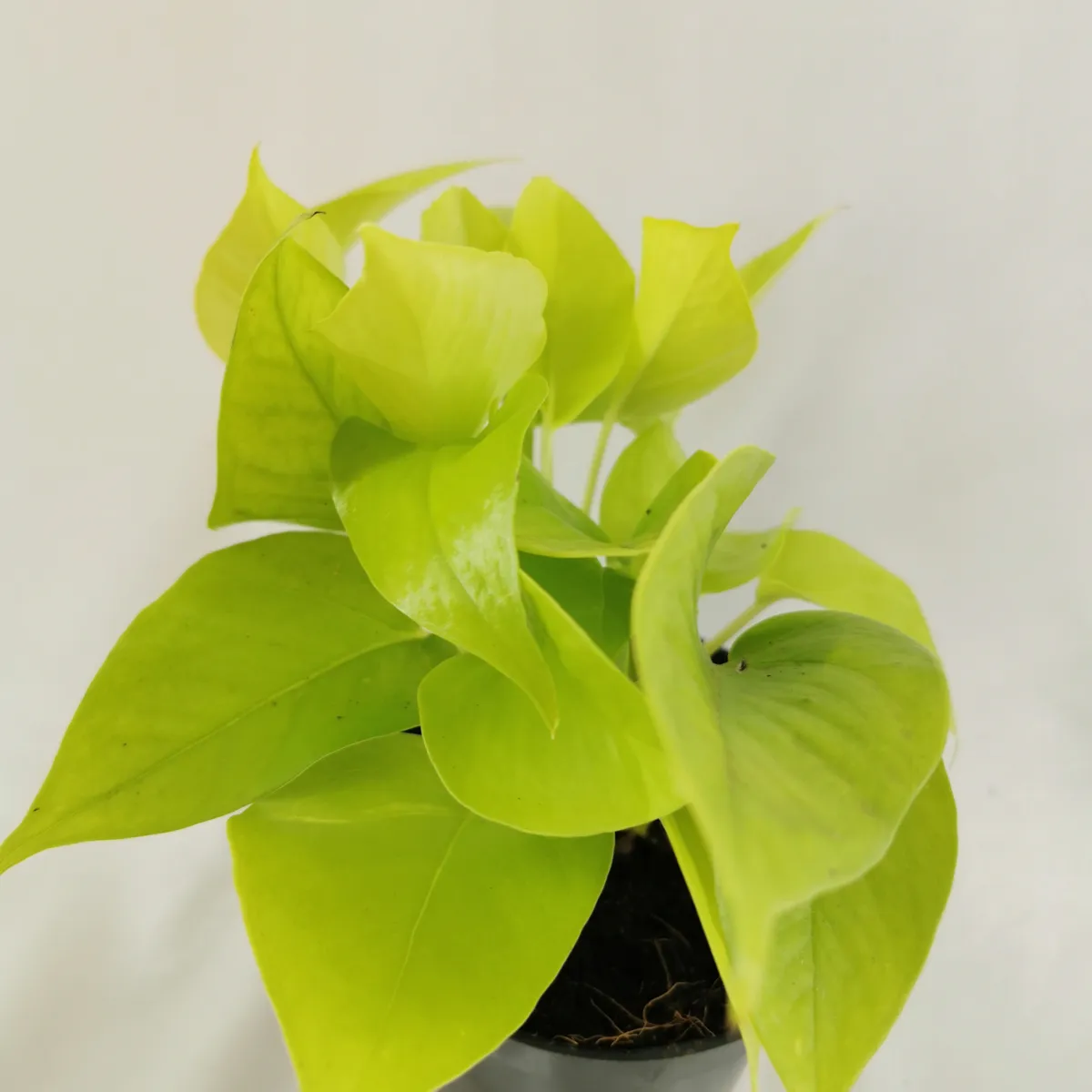 epipremnum p. “golden pothos” - slika 2