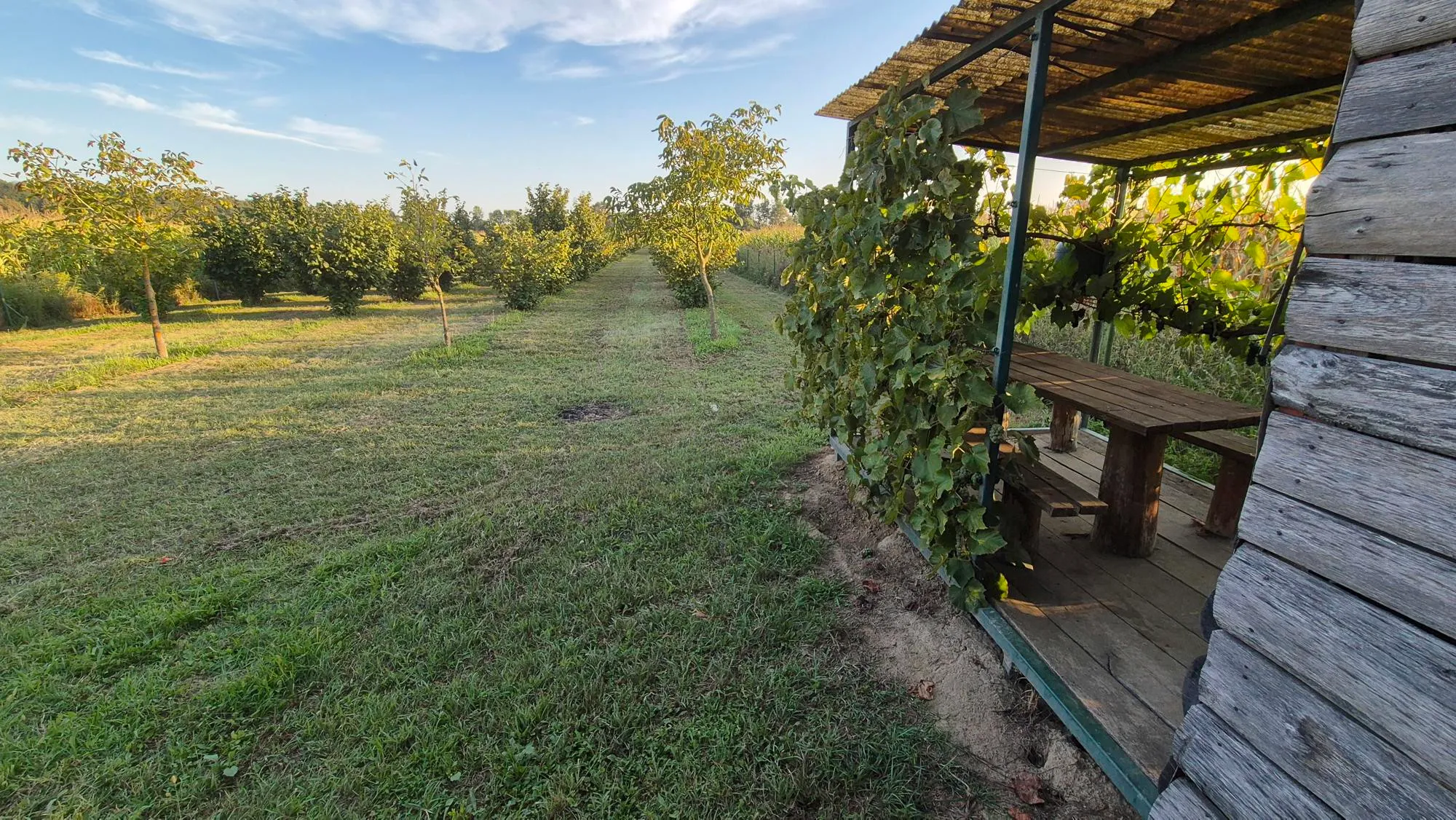 nasad lješnjaka, obedišće, 16100 m2 moguća zamjena - slika 2