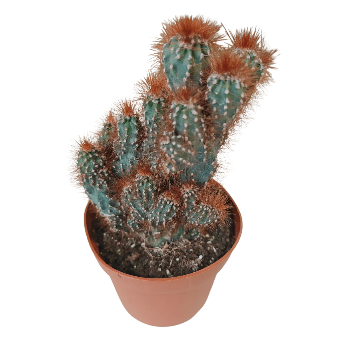 cactus mix - slika 2