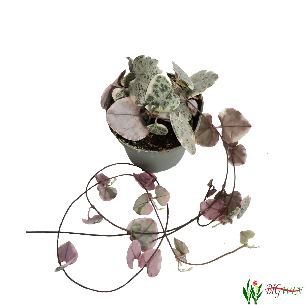 ceropegia woodii - slika 5
