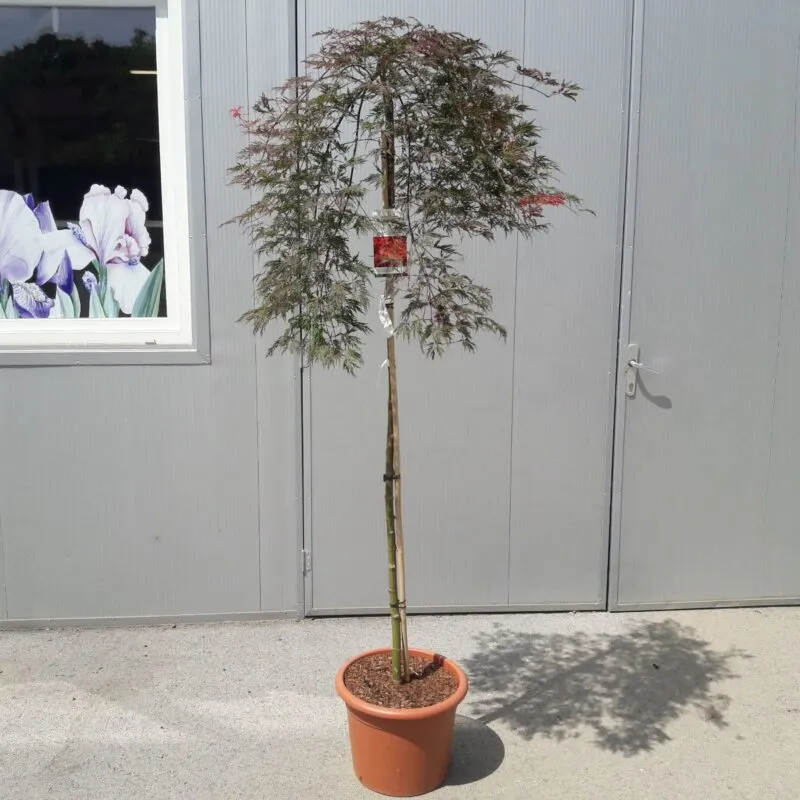 acer palmatum “orangeola” pendula - slika 2