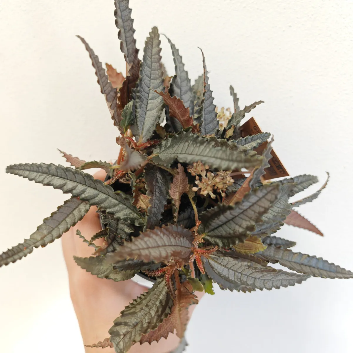 pilea hitchcockii - slika 2
