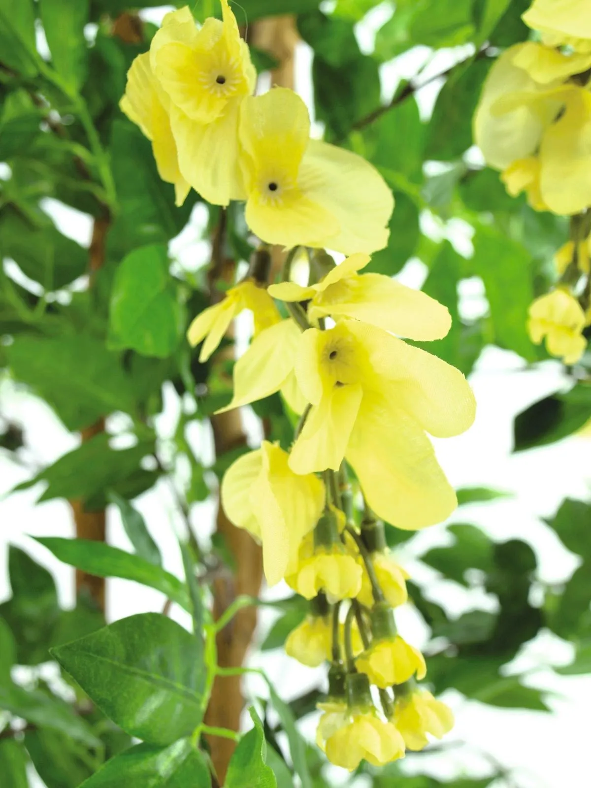 europalms wisteria, yellow, 240cm - slika 2