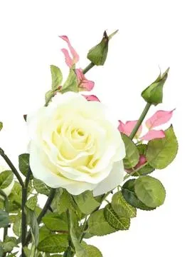 europalms rose shrub, cream, 86cm - slika 2