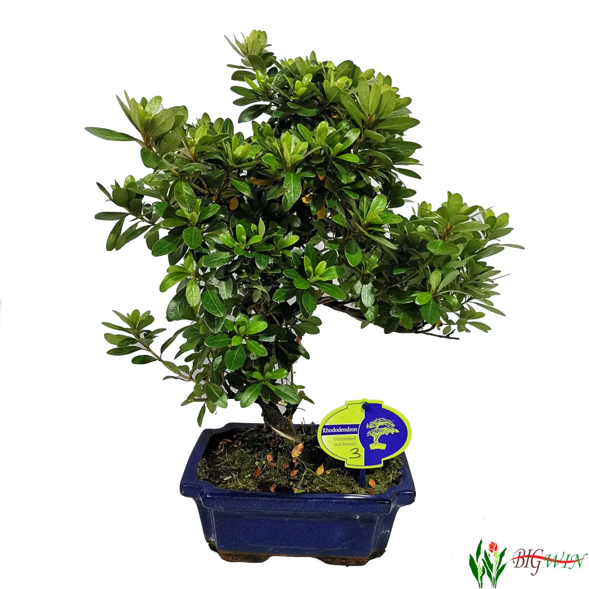 bonsai vanjski “rhododendron” - slika 2