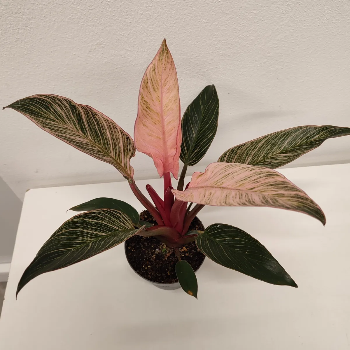 philodendron “pink bikini” - slika 2