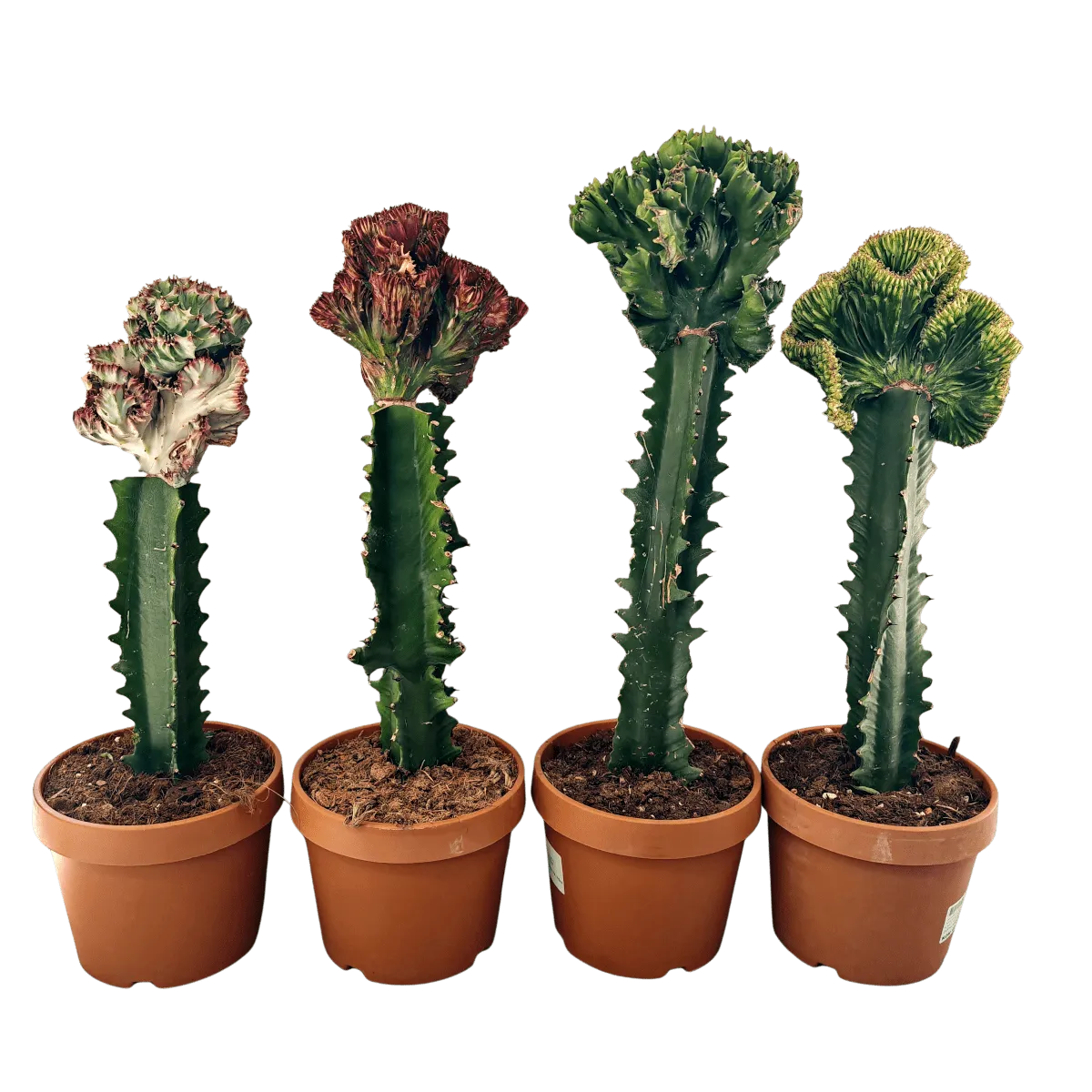 EUPHORBIA LACTEA ”Cristata” - Brestovac