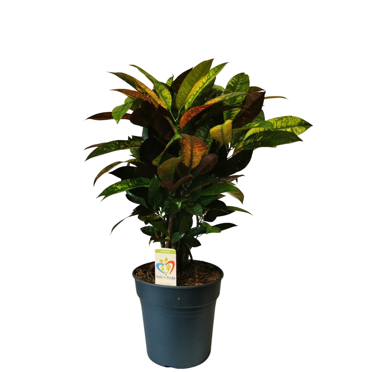 codiaeum variegata “mrs iceton” - slika 2
