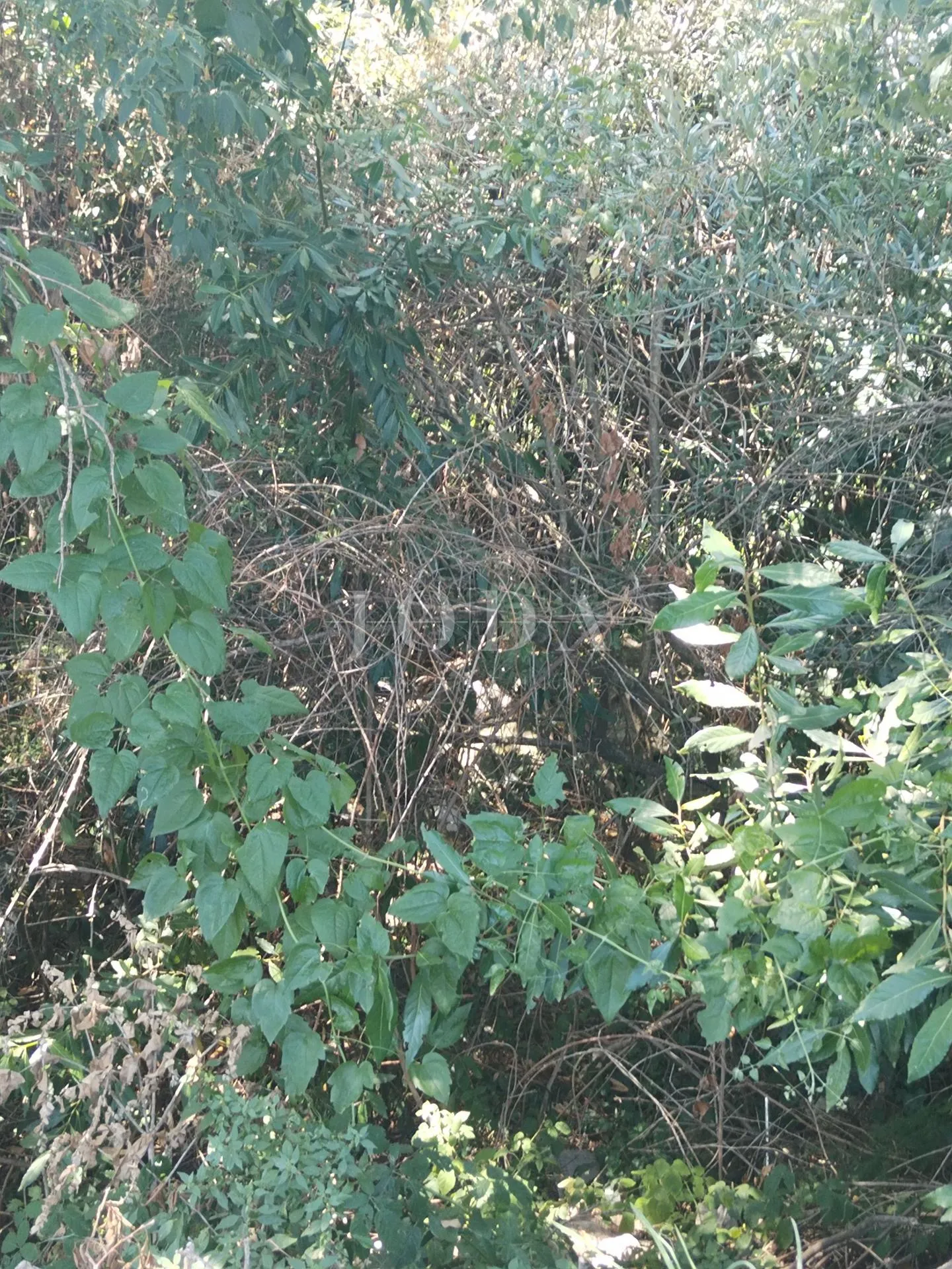 plomin, šimuni, građevinsko zemljište sa pogledom na more - slika 7