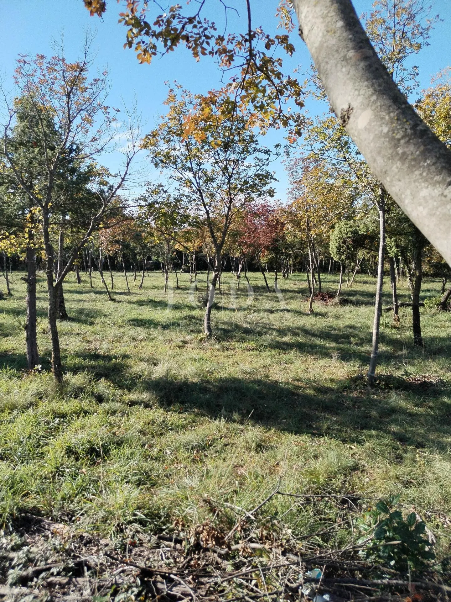 barban, okolica, građevinsko zemljište - slika 4
