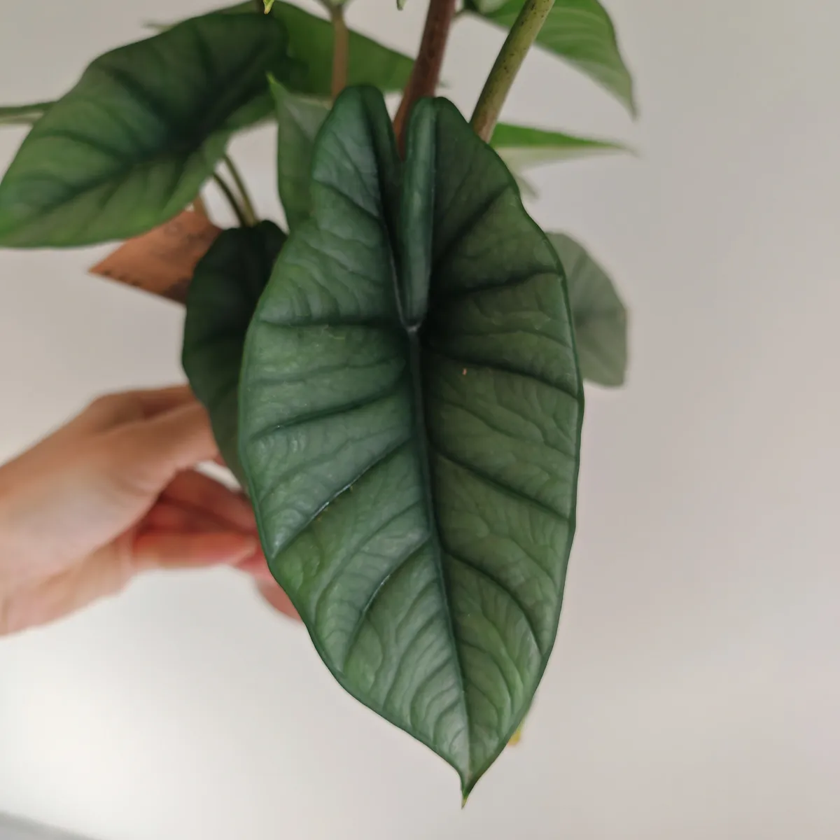 alocasia “platinum” - slika 5