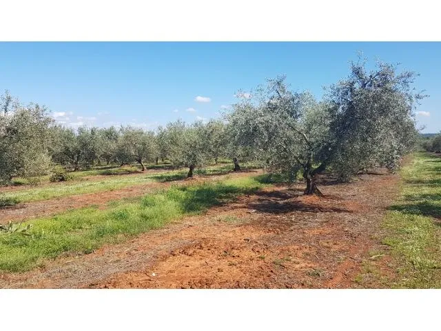 vabriga-maslinik sa 290 maslina na prodaji 300m od lanterne - slika 5