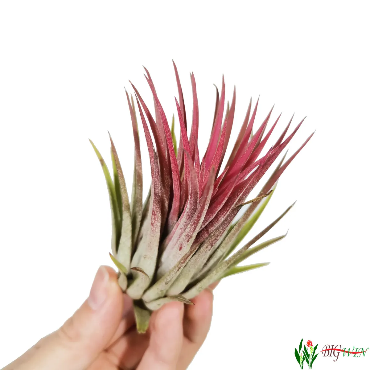 tillandsia ionantha/zračna biljka - slika 11