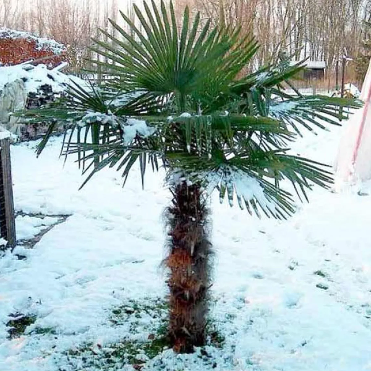 TRACHYCARPUS FOR./zimska palma - Nurkovac, Brestovac