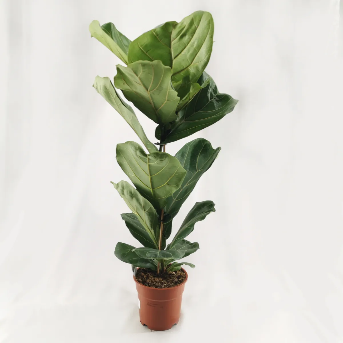 ficus “lyrata” - slika 3