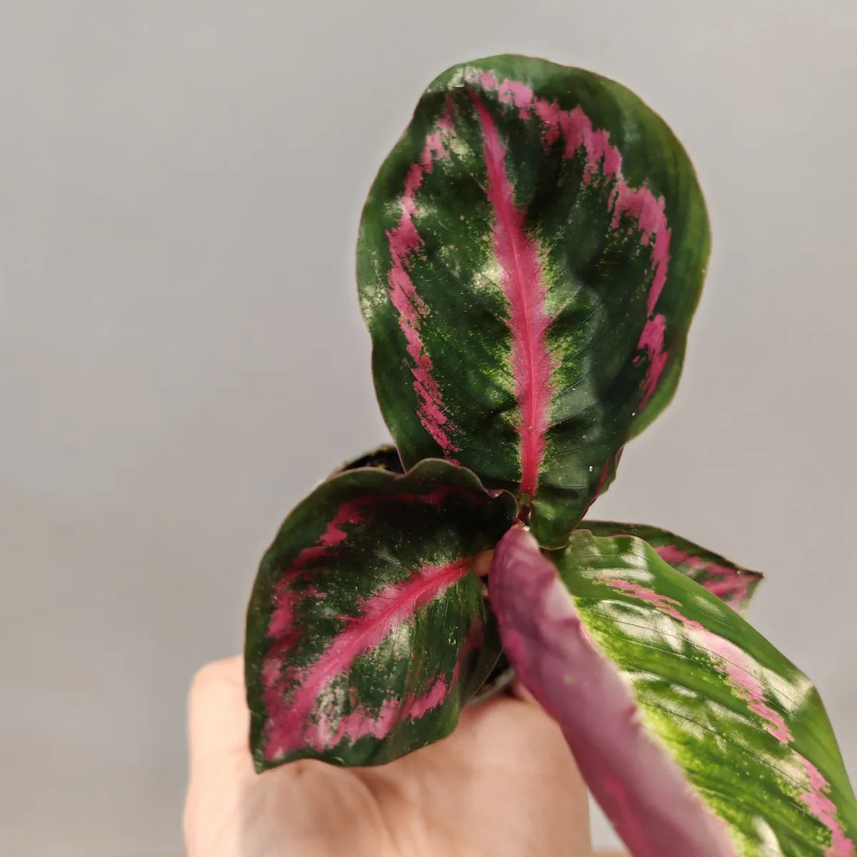 calathea “illustris” - slika 3