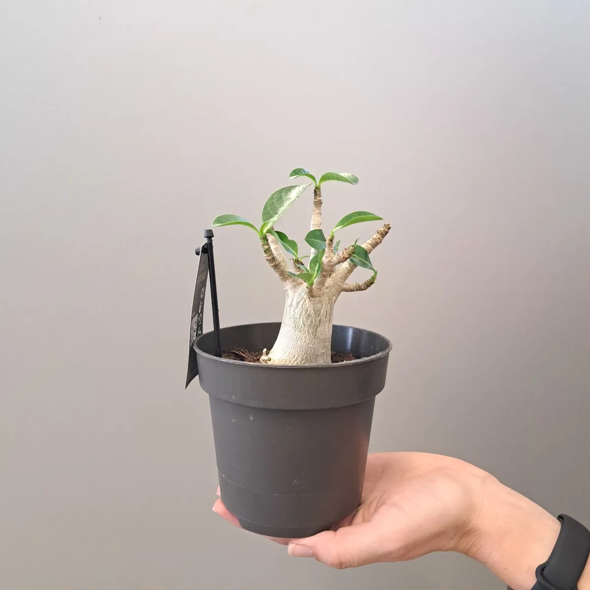 adenium “ansu baobab” - slika 2