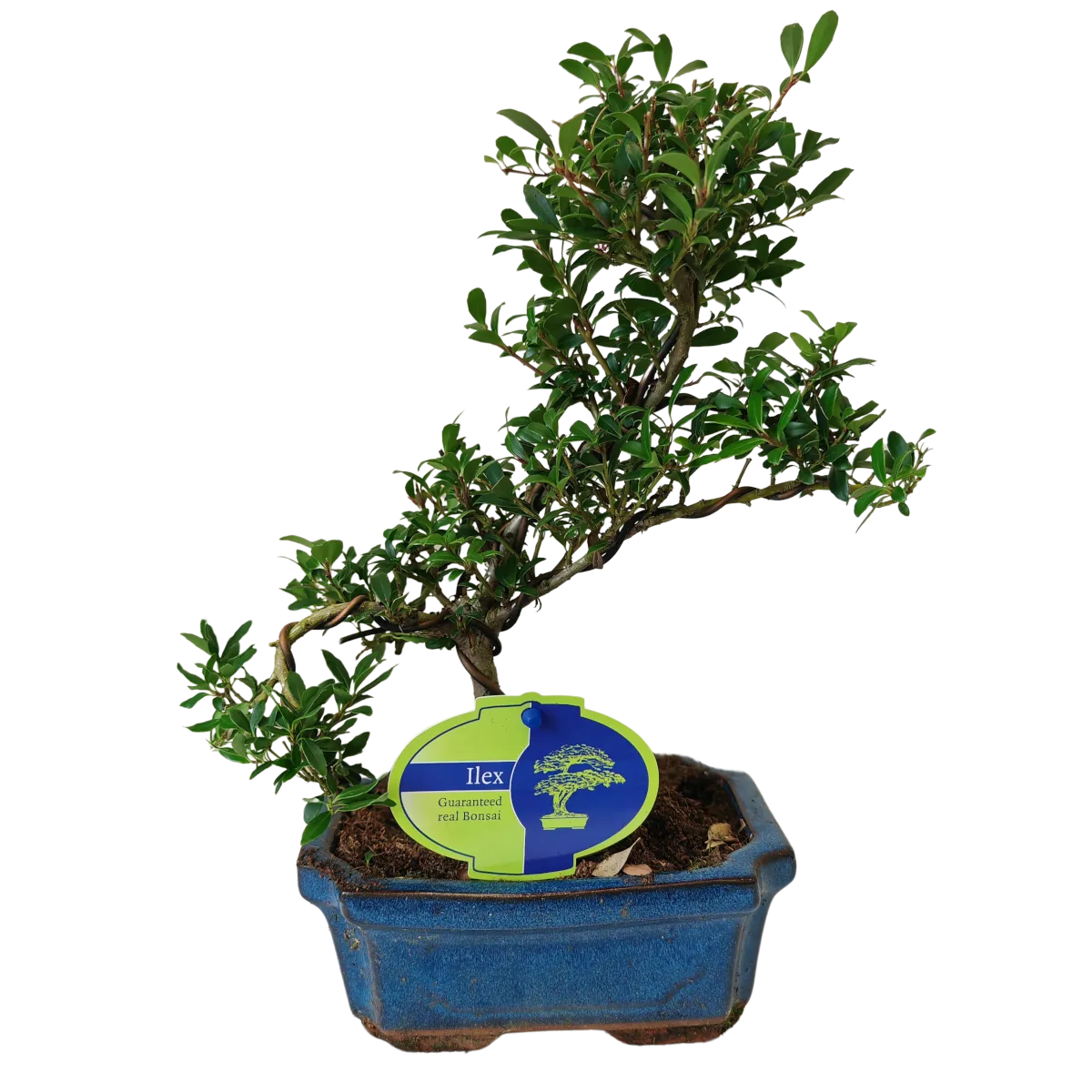 bonsai vanjski “ilex” - slika 3