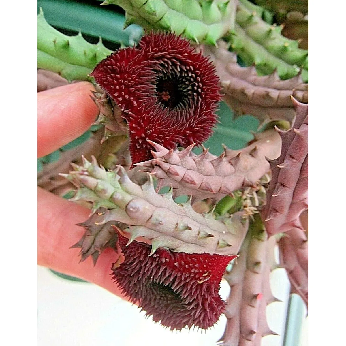 HUERNIA “Pendurata” - Brestovac