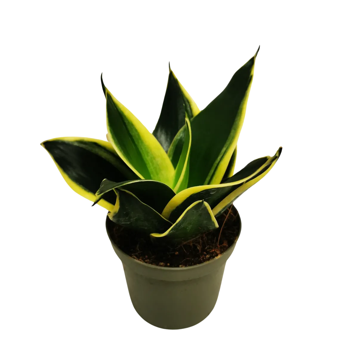 SANSEVIERIA HAHNII “Pagoda” - Brestovac