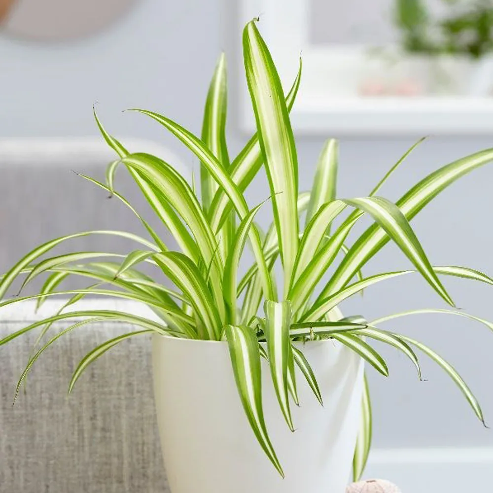 chlorophytum co. ‘vittatum’ - slika 3