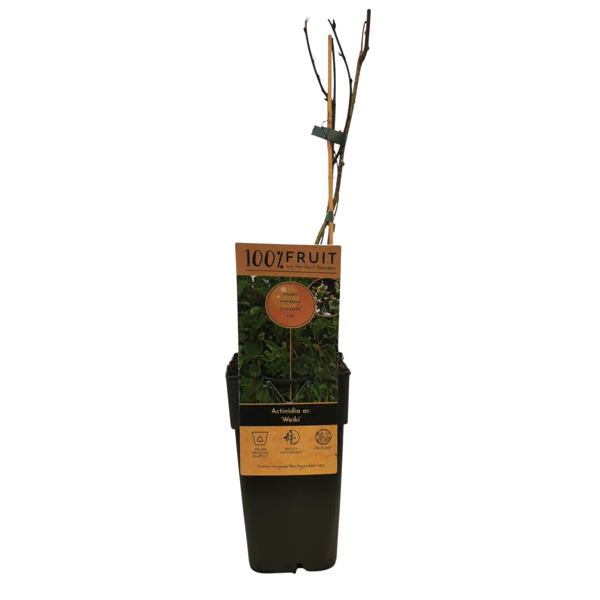 kiwi “weiki” m.sorta - slika 2