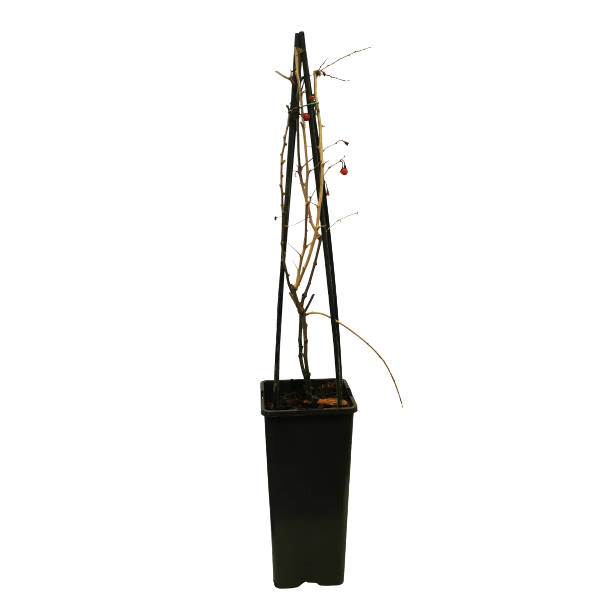 goji “lycium barbarum” - slika 4