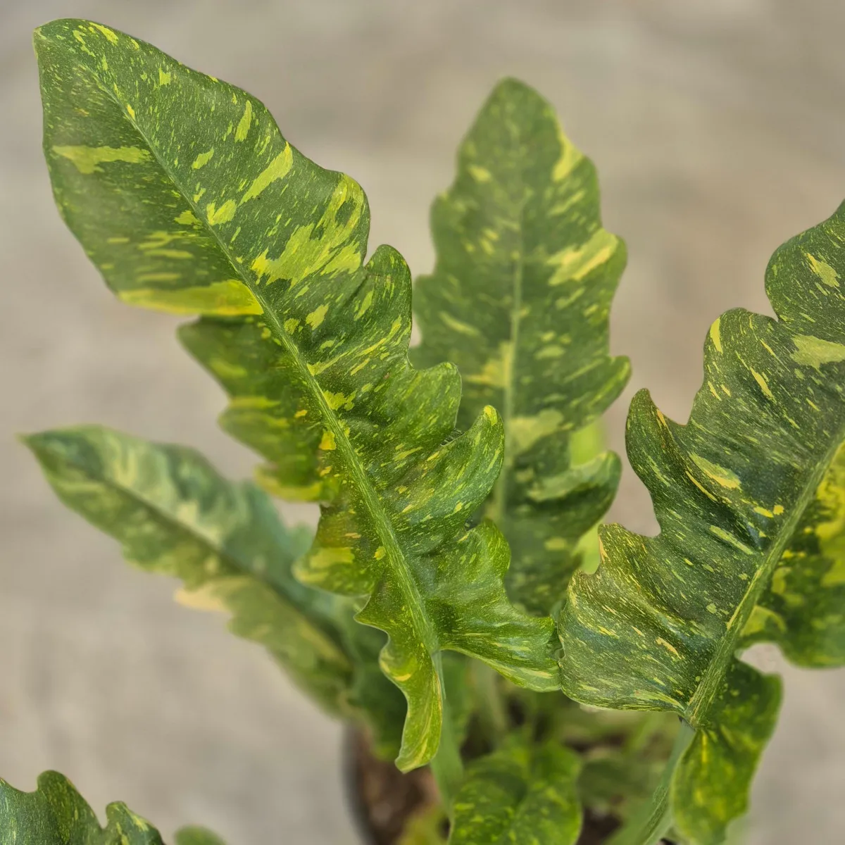 PHILODENDRON ‘Narrow Ring of Fire’ - Brestovac