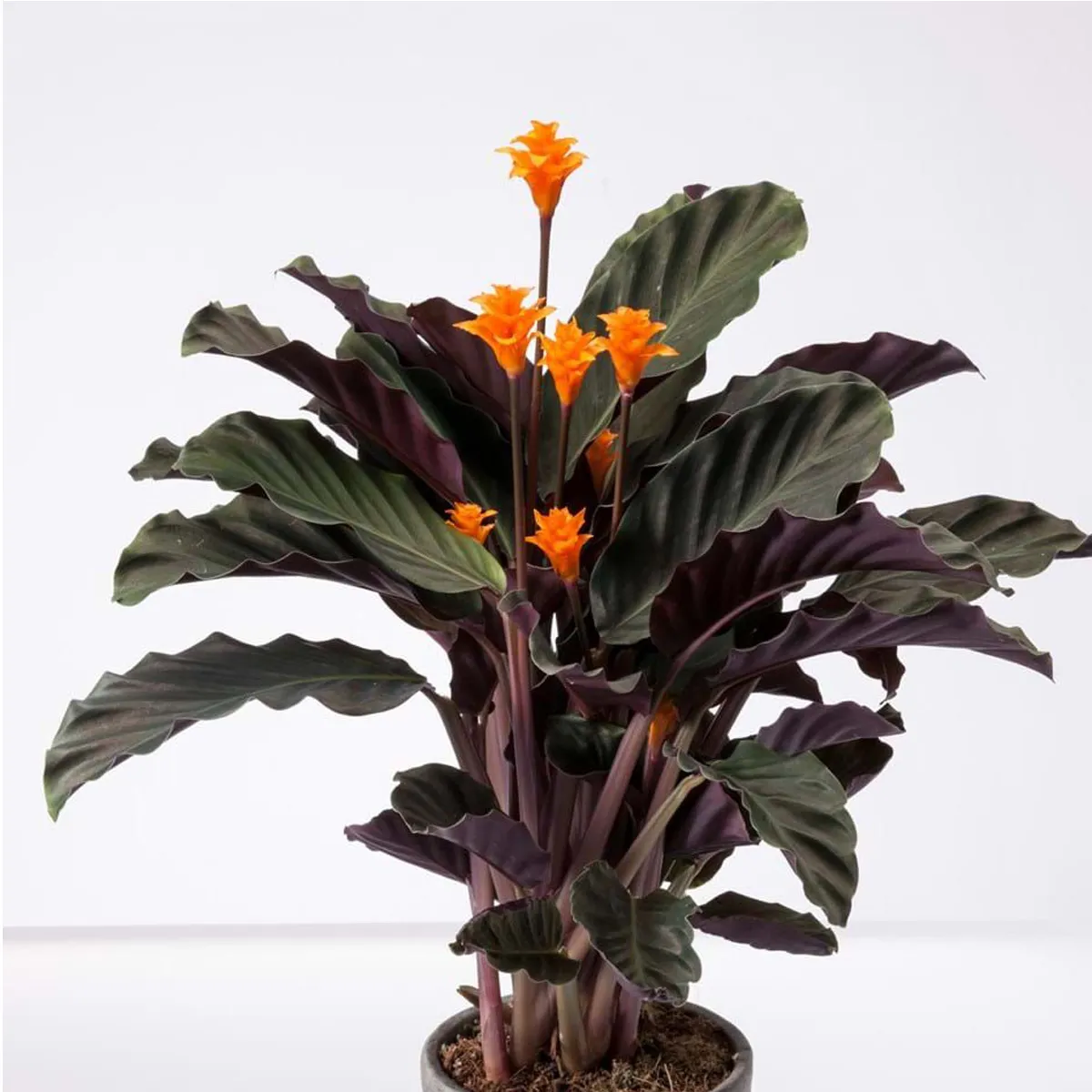 calathea “crocata” - slika 2