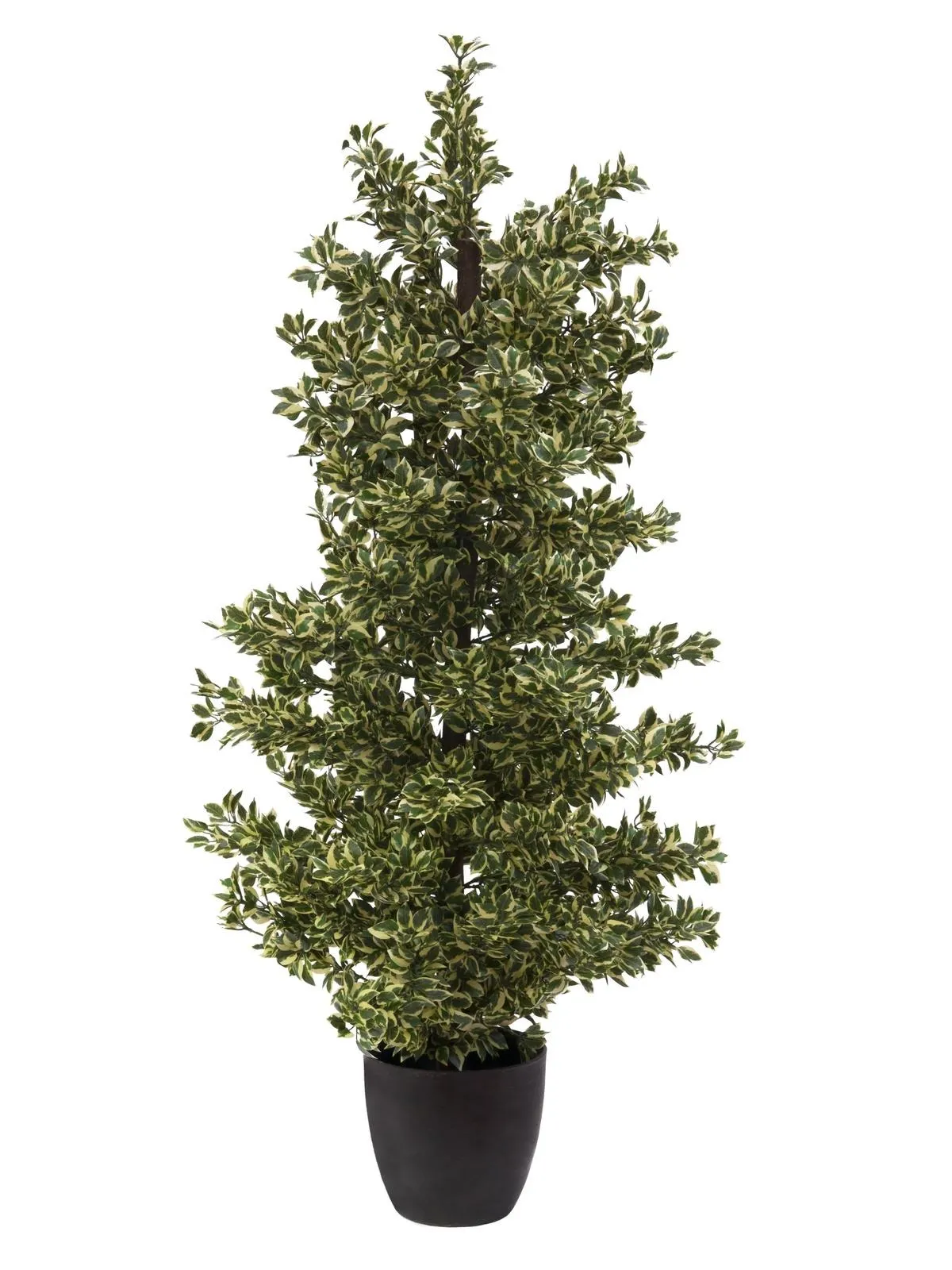EUROPALMS Wood ficus silver leaf, 120cm - Križevci