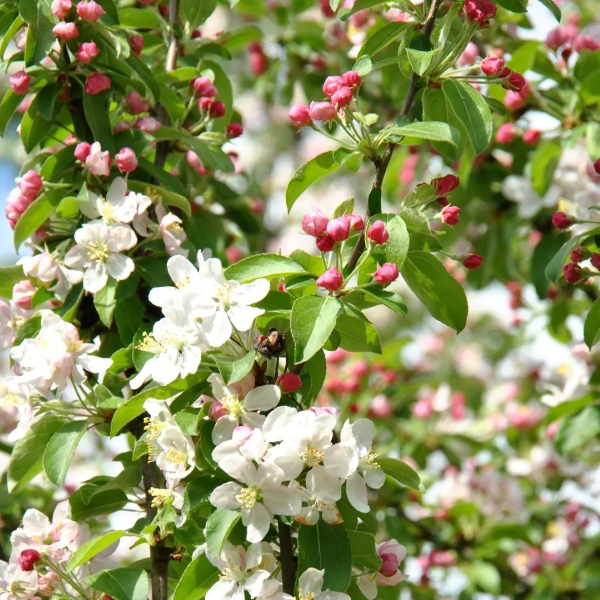 malus “golden hornet” ukrasna jabuka - slika 2