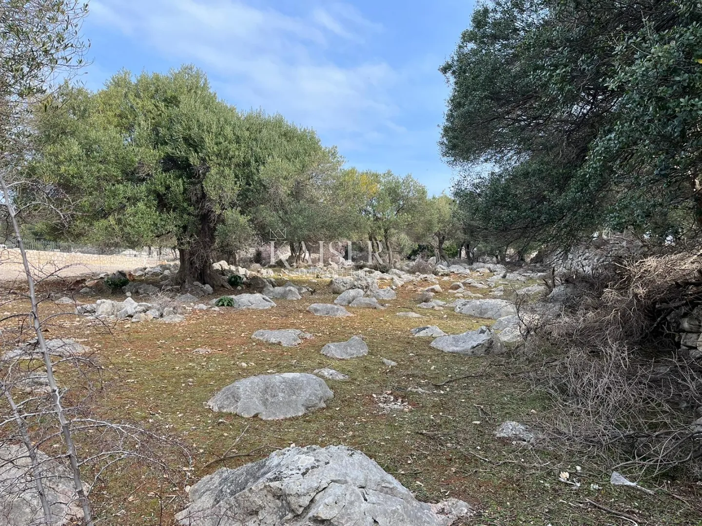 otok pag, lun - jedinstveno građevinsko zemljište sa maslinikom - slika 4
