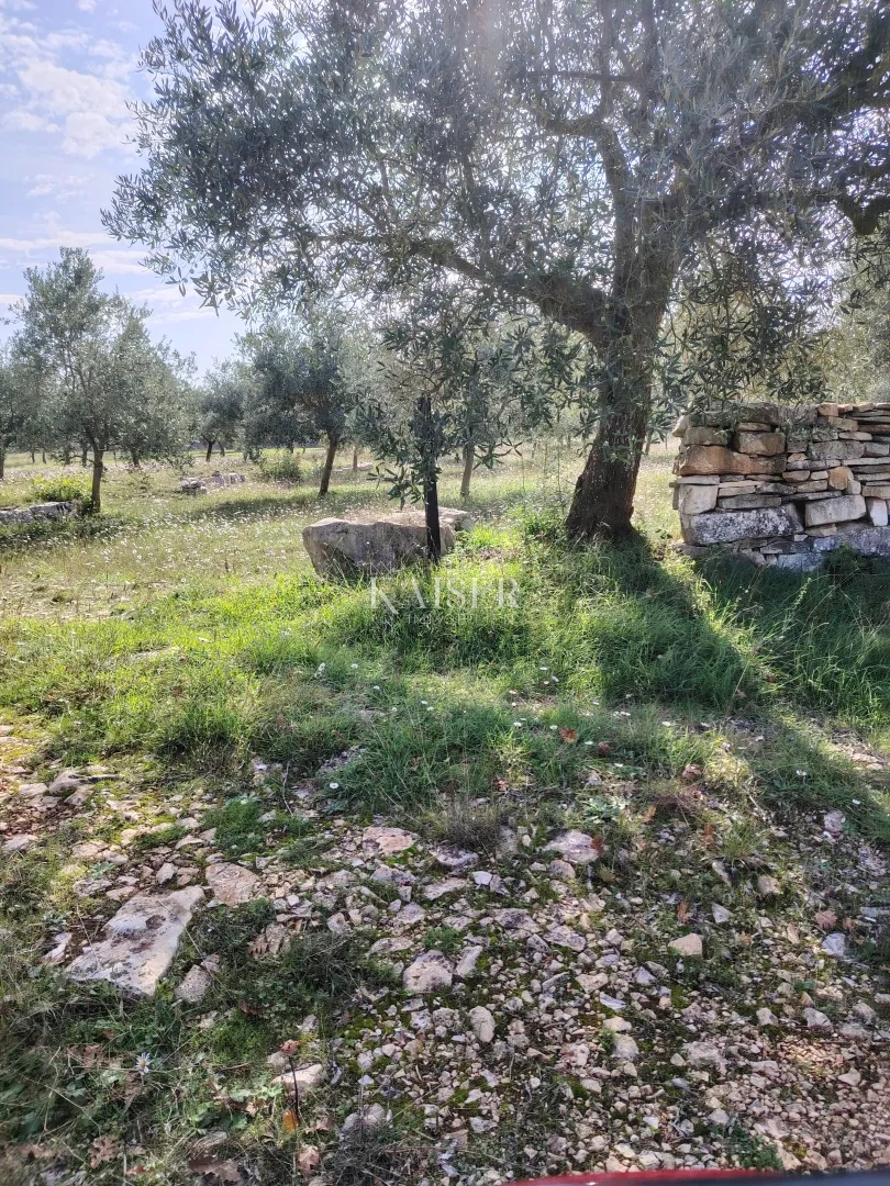 istra, vodnjan-maslinik 2100m2 s 90 maslina - slika 3