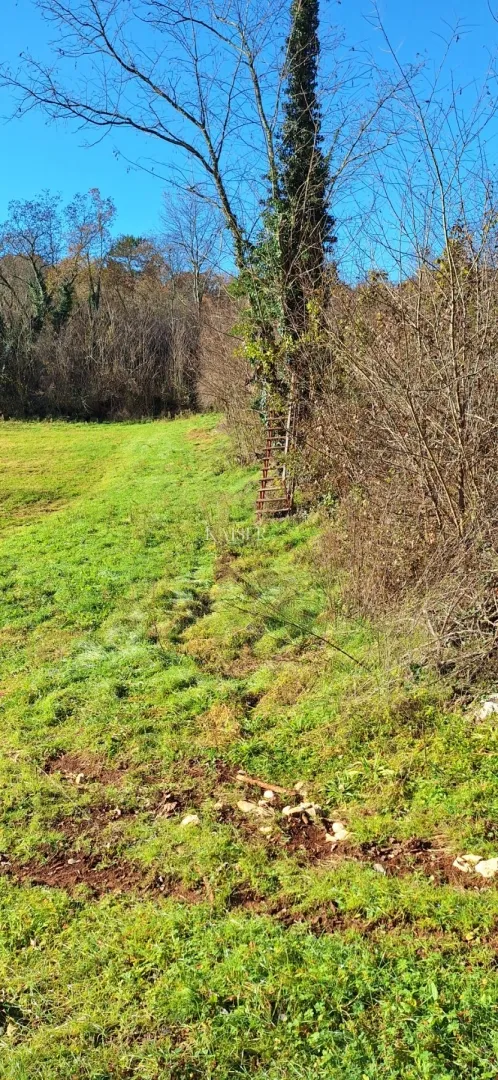 istra- višnjan, poljoprivredno zemljište 4 hektara - slika 3
