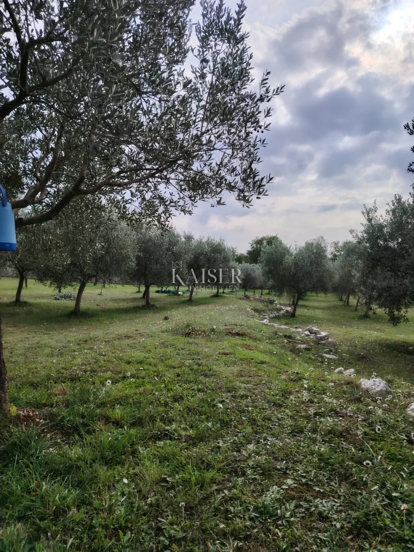 Istra, Vodnjan-maslinik 2100m2 s 90 maslina