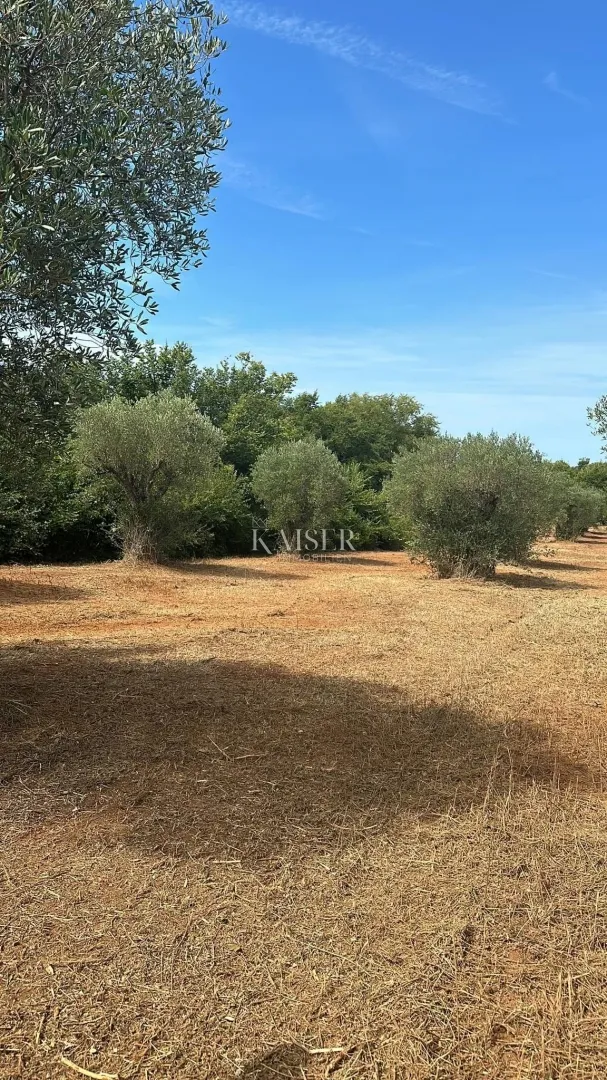 istra, bale- stoljetni maslinik 3000m2 uz cestu bale–rovinj - slika 3