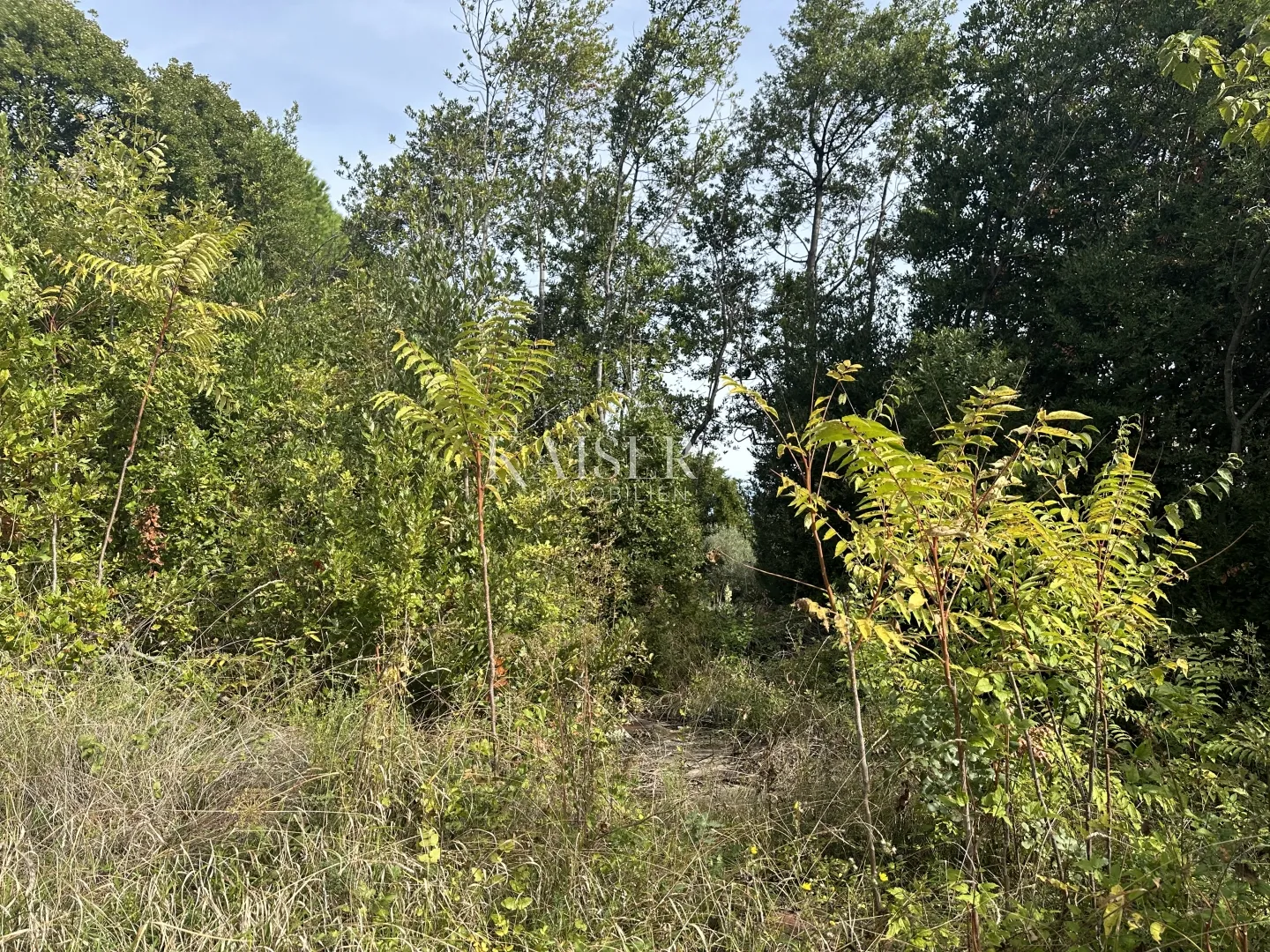 medveja - građevinsko zemljište 2.red do mora 6000 m2 - slika 4
