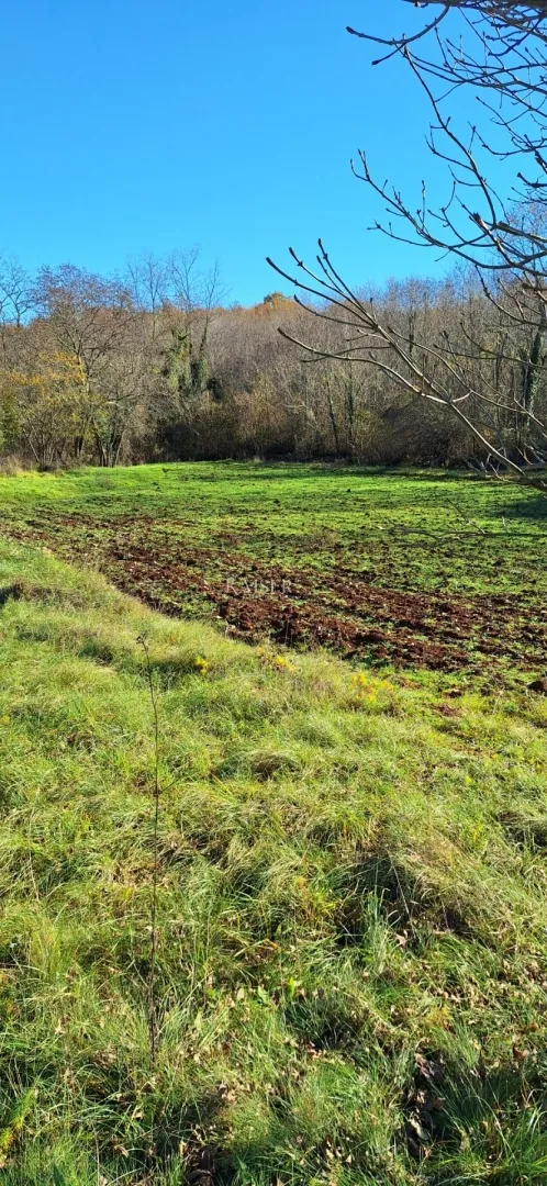 istra- višnjan, poljoprivredno zemljište 4 hektara - slika 8