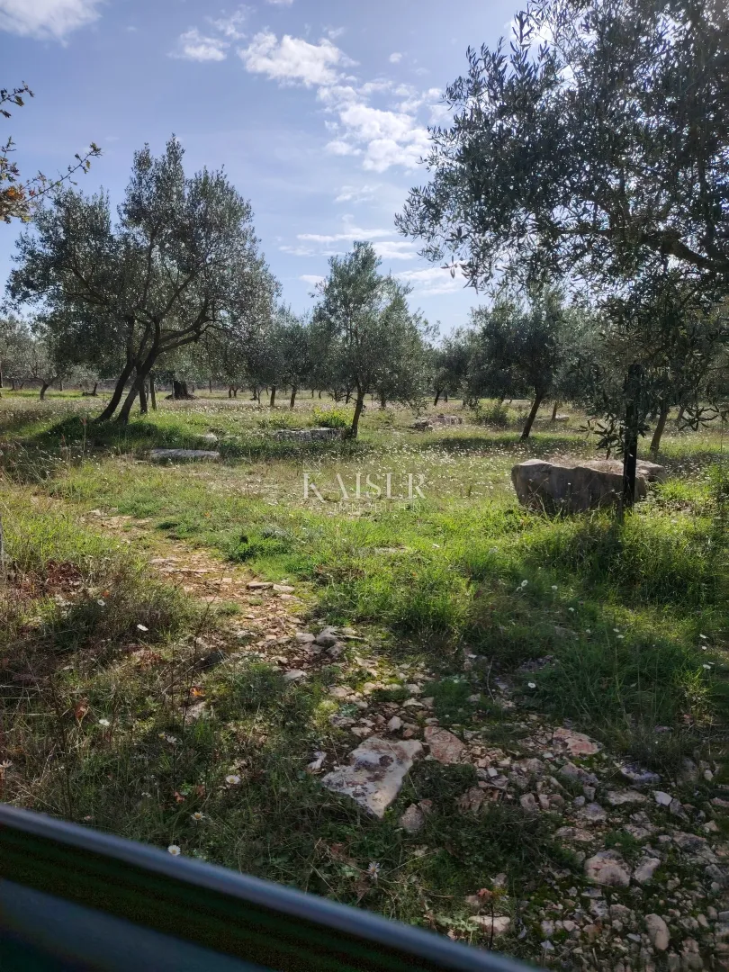 istra, vodnjan-maslinik 2100m2 s 90 maslina - slika 2