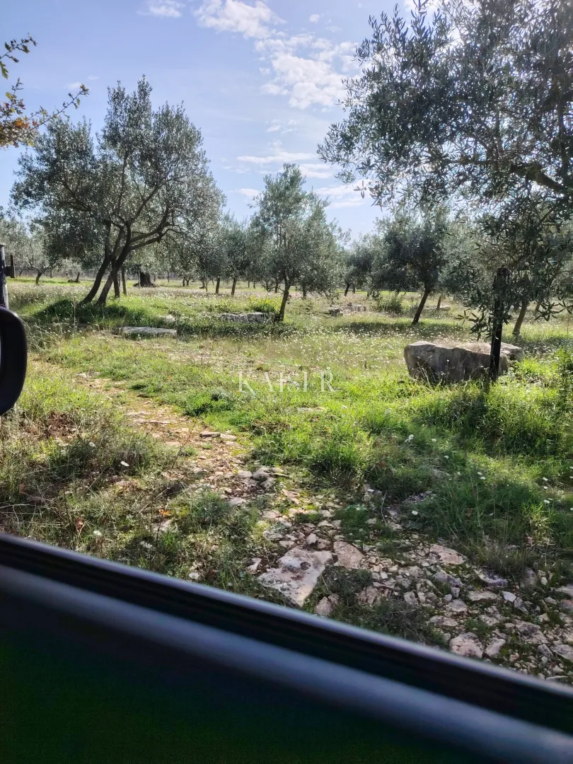 istra, vodnjan-maslinik 2100m2 s 90 maslina - slika 4