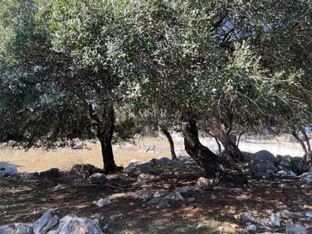 otok pag, lun - jedinstveno građevinsko zemljište 950m2 - slika 5