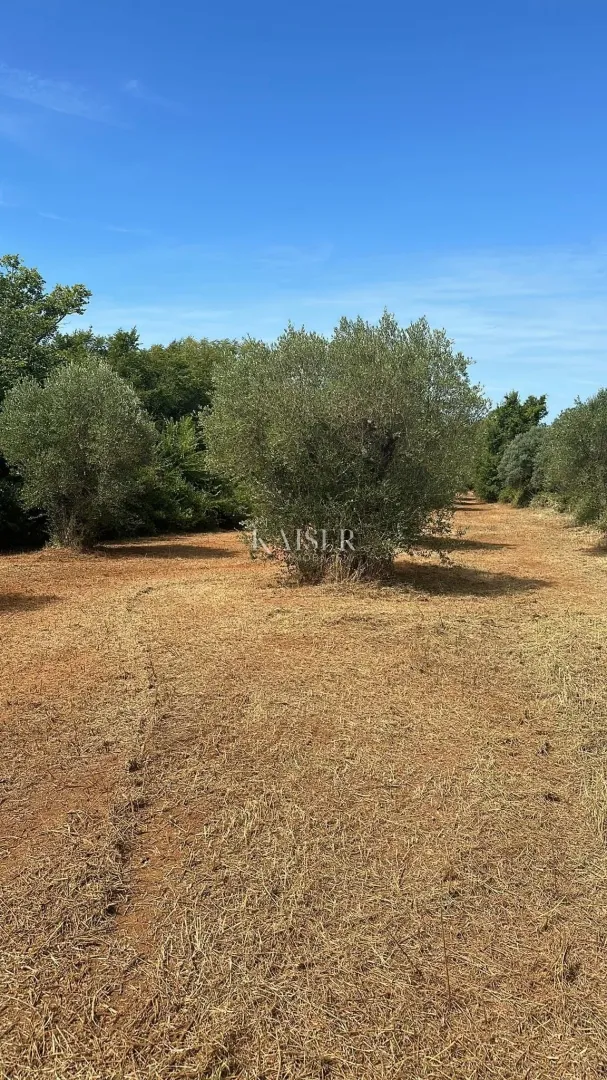 istra, bale- stoljetni maslinik 3000m2 uz cestu bale–rovinj - slika 4